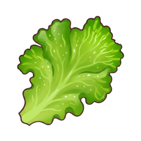 Lettuce
